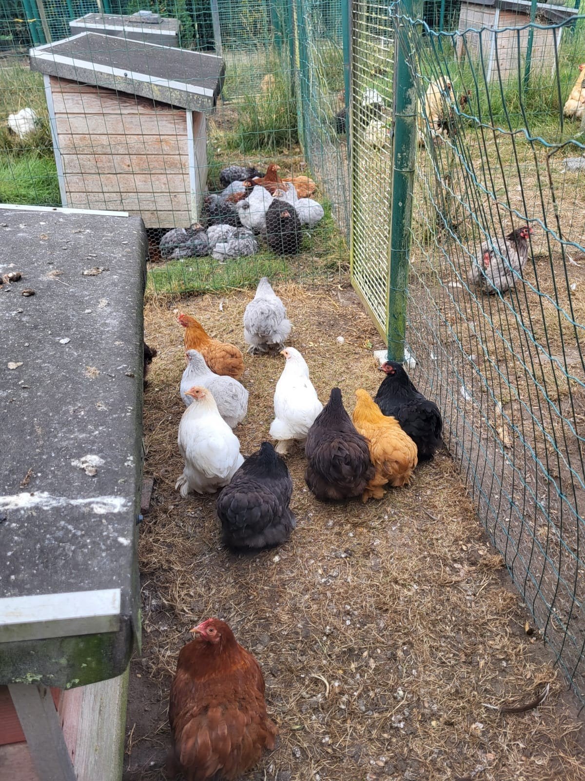 cochin kriel hennetjes,zelf uit te kiezen, Dieren en Toebehoren, Pluimvee, Vrouwelijk, Kip