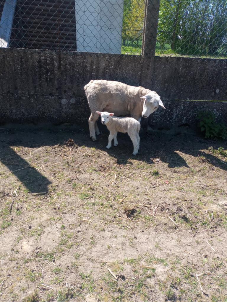 Brebis texel français, Dieren en Toebehoren, Schapen, Geiten en Varkens