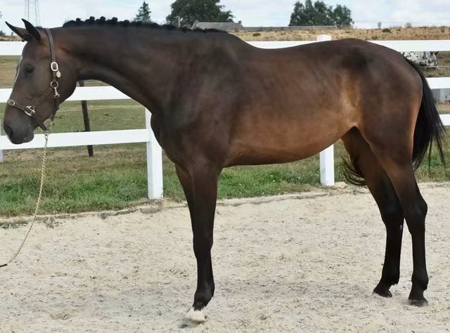 jument d’avenir de Sport SUPERBES origines, Dieren en Toebehoren, L