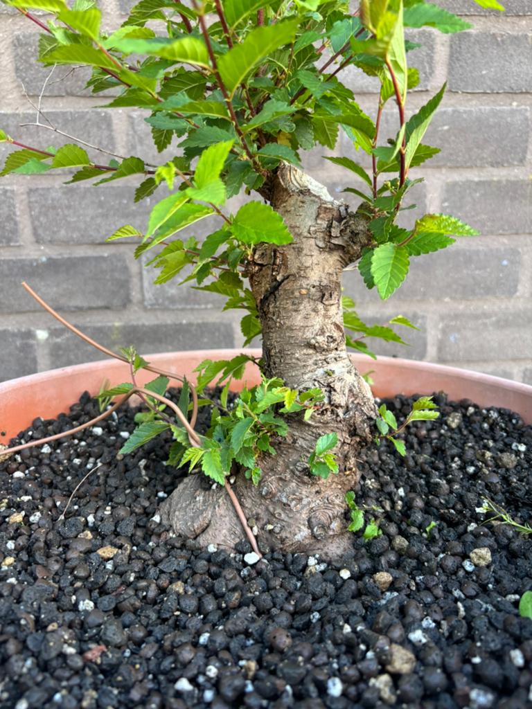 Bonsai iep, Ophalen