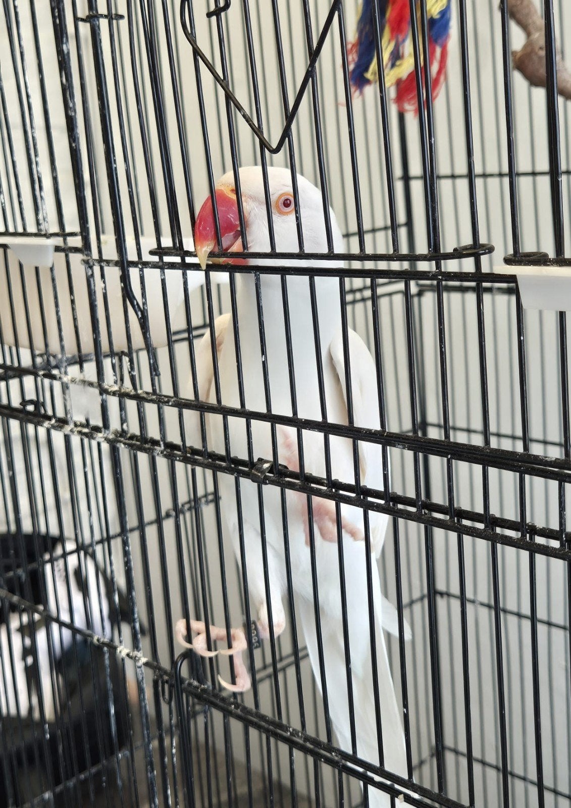 Albino halsbandparkiet