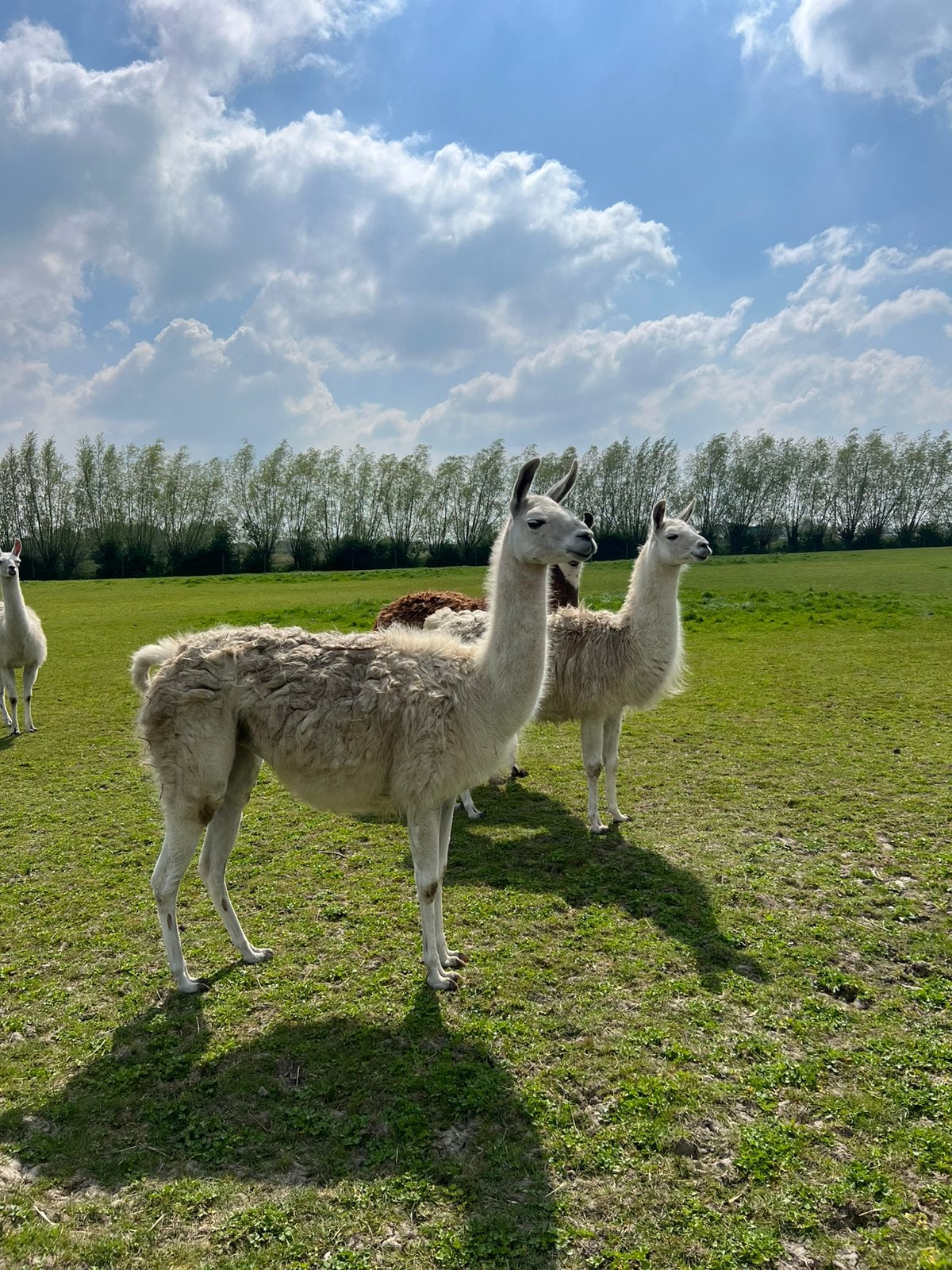 Lama merries, Janvier, Femelle