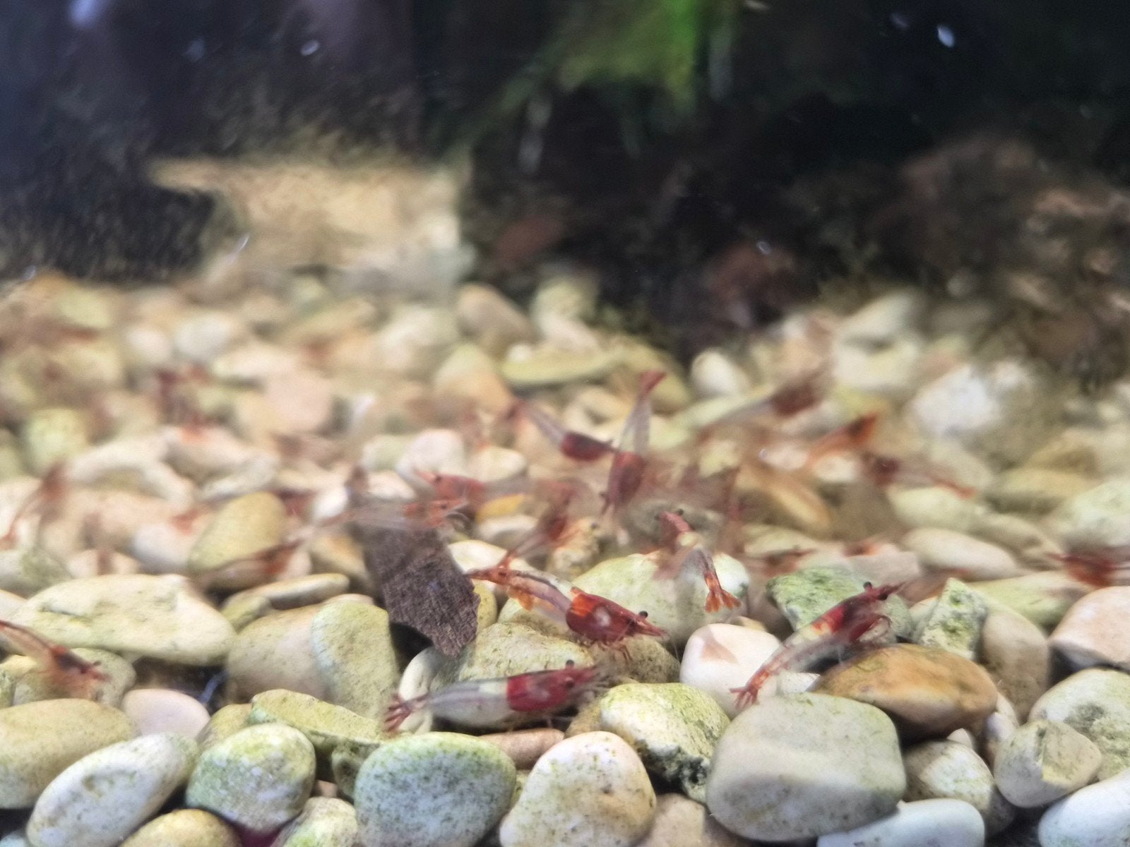 neocaridina red rilli 10 voor 10euro