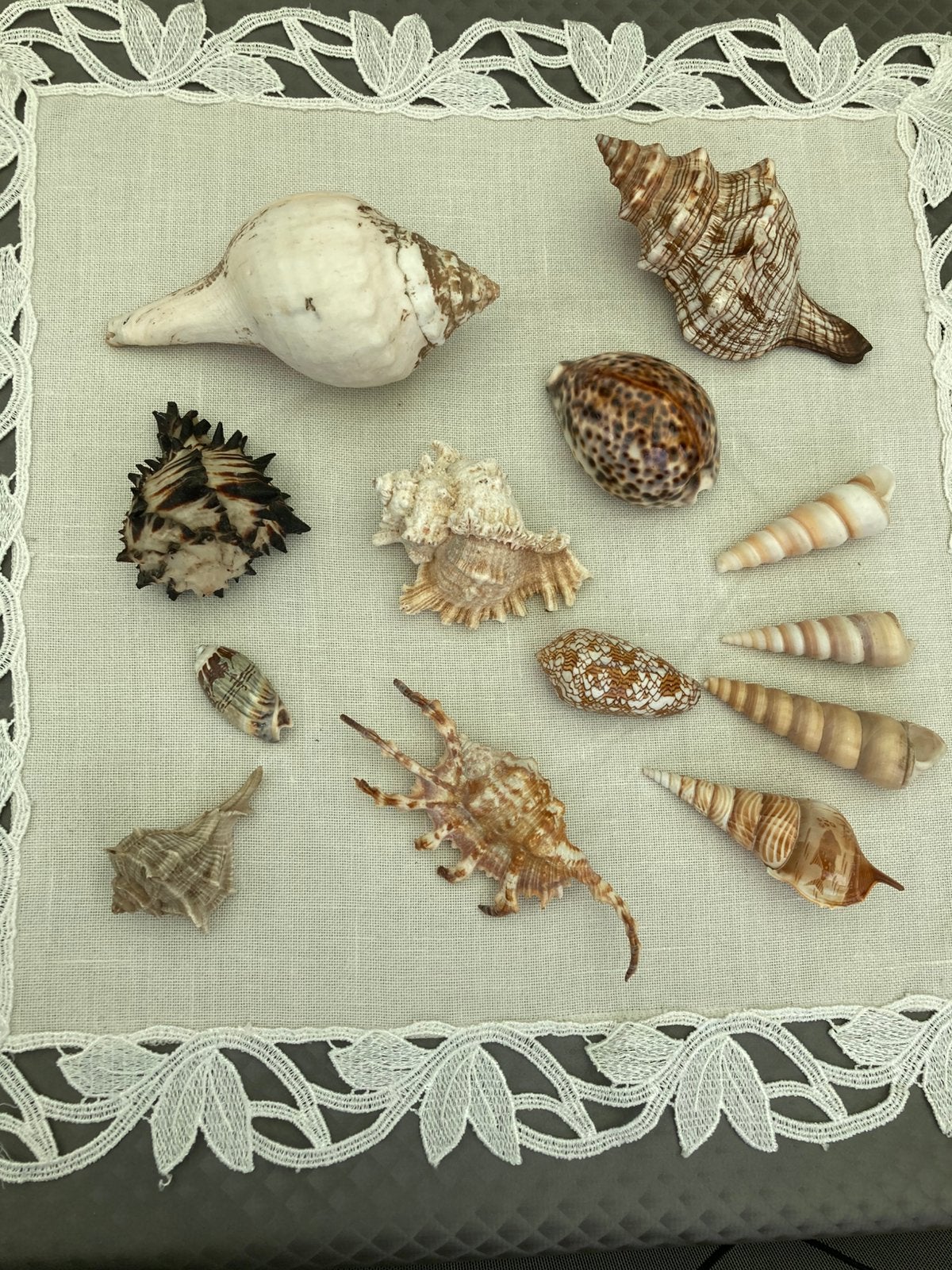 Decoratie schelpen, Hobby en Vrije tijd, Scrapbooking, Ophalen, Zo goed als nieuw