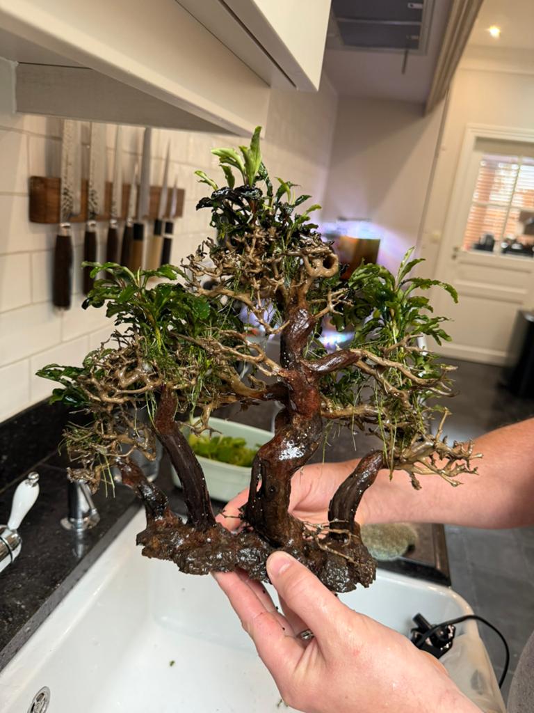 Bonsai aquarium boom, Ophalen, Zo goed als nieuw