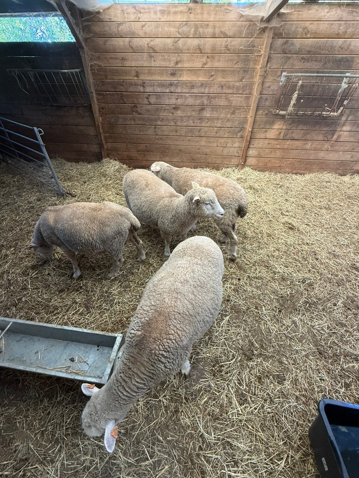 Schapen, Dieren en Toebehoren, Schapen, Geiten en Varkens, Vrouwelijk, Schaap, 0 tot 2 jaar