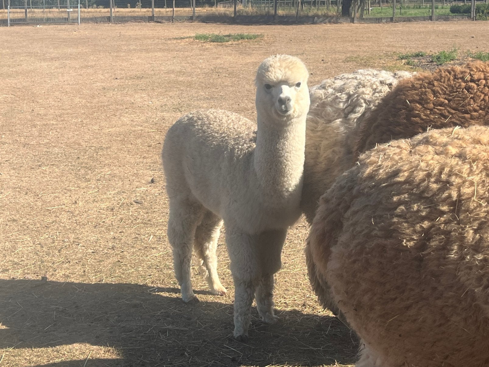 Wit alpaca hengstveulen – eigen kweek, Novembre, Mâle