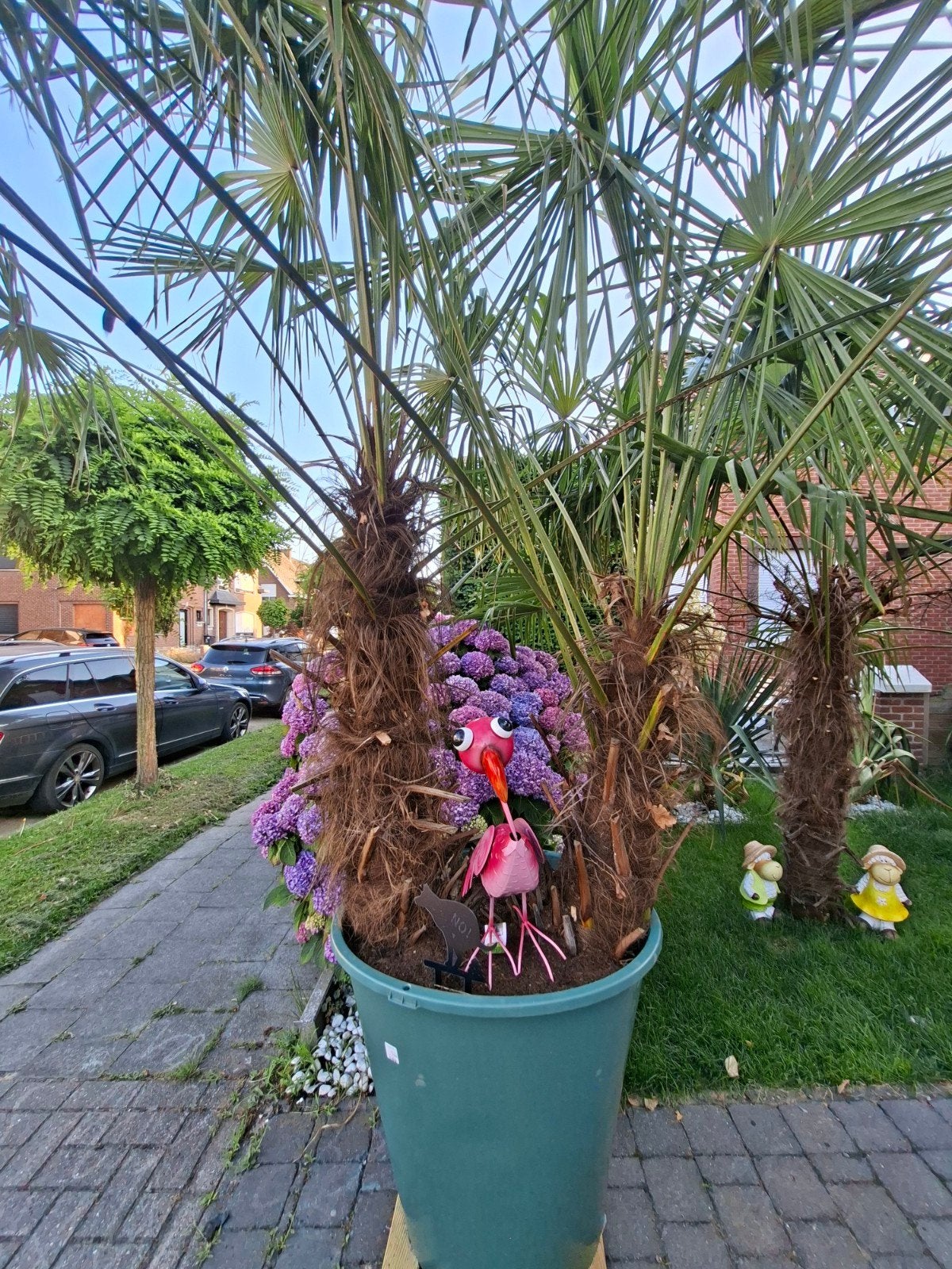 Winter dubbele Palmboom- Trachycarpus fortunei - Double Palm, Ophalen of Verzenden, Winter