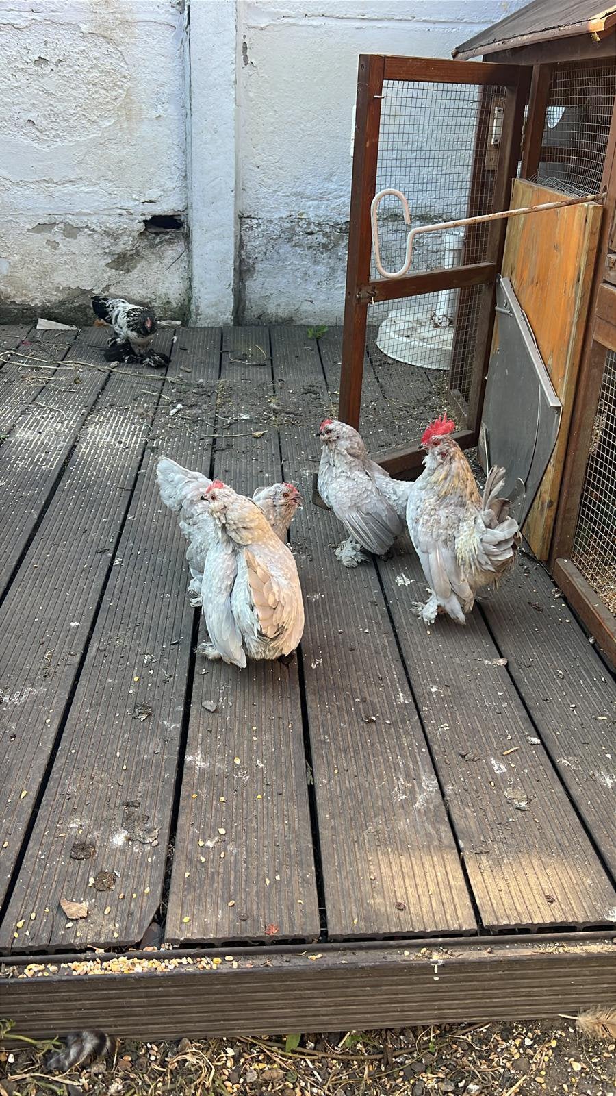 A vendre, Plusieurs animaux, Poule ou poulet