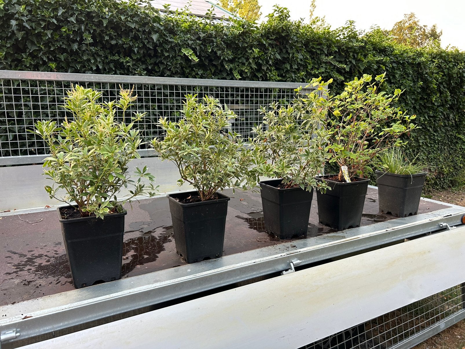 Plante à vendre suite a une réorganisation de mon jardin, Enlèvement, Autres espèces, Arbuste