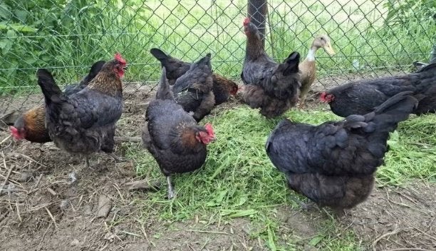 Marans kopernek zwart Hennen en kopernek blauw haan van 2025, Femelle, Poule ou poulet