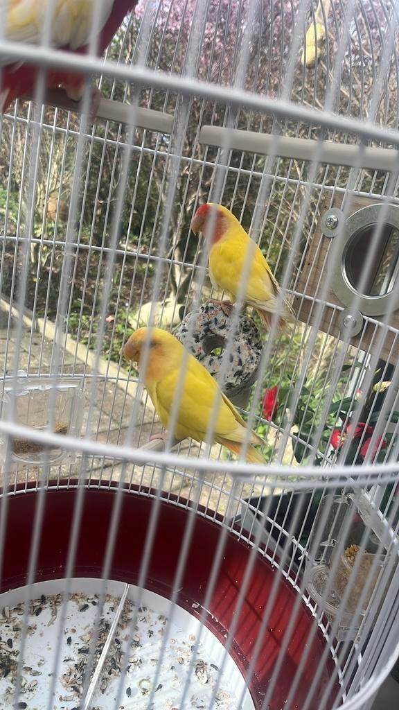 Oiseaux Roseicolli, Plusieurs animaux