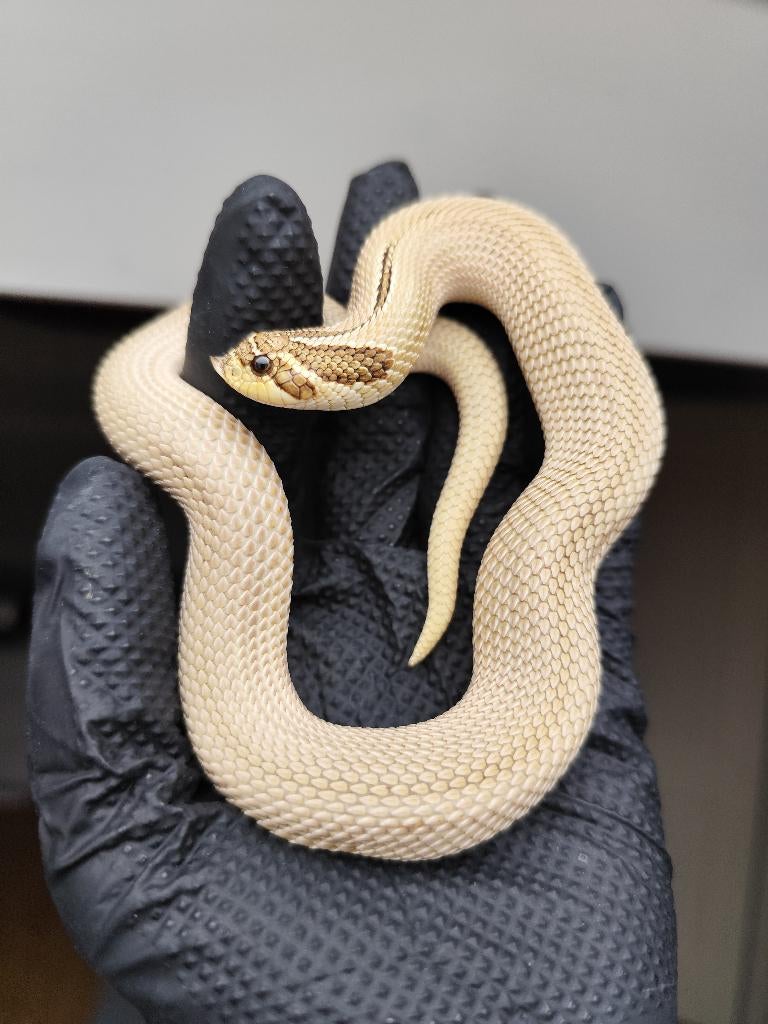 1.0 Heterodon nasicus 100% het snow, Serpent, Domestique, 0 à 2 ans
