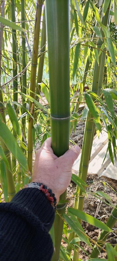 Bambou géant Phyllostachys vivax MacClure, Enlèvement