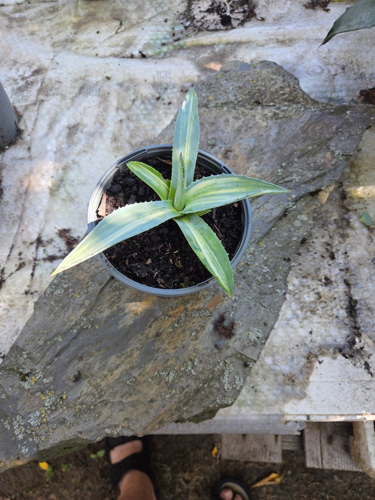 agave, Ophalen