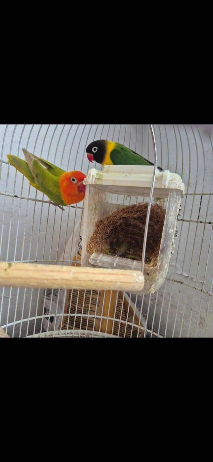 vogels, Dieren en Toebehoren