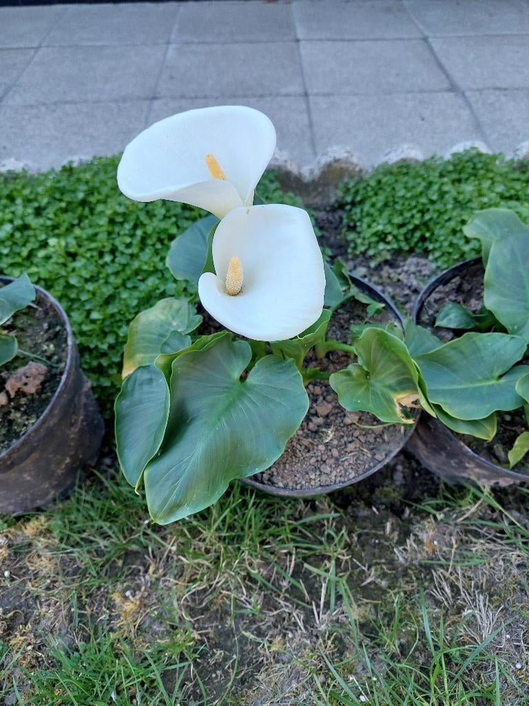 ARONSKELK à 5€ per pot, Tuin en Terras, Planten | Tuinplanten, Ophalen