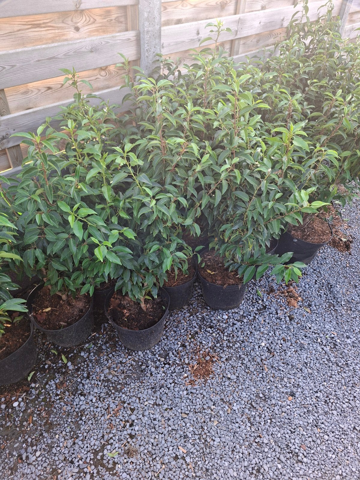 prunus lusitanica, Ophalen, Laurier