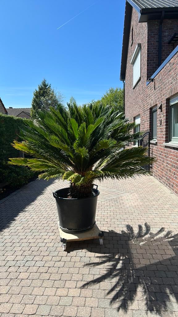 Cycas revoluta vredespalm, Ophalen, In pot, Overige soorten, 100 tot 250 cm