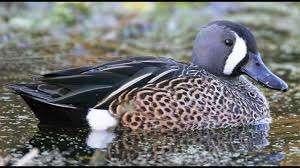 blauwvleugeltaling, Dieren en Toebehoren, Pluimvee, Mannelijk, Eend