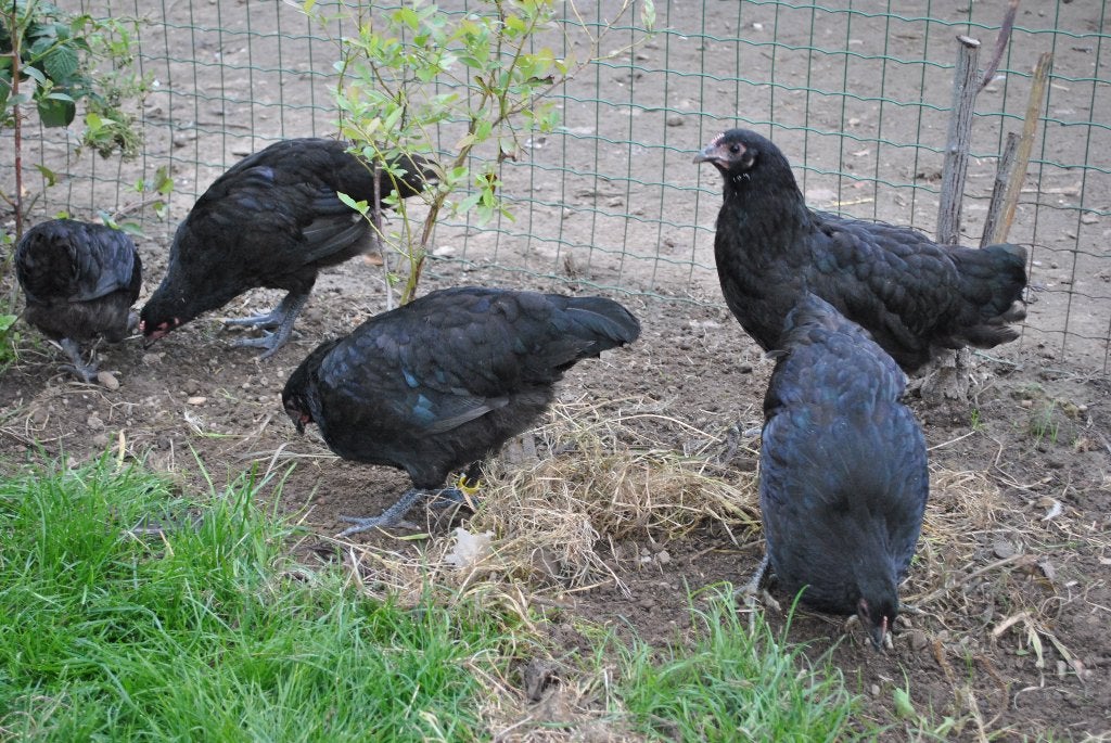 australorp hanen, Dieren en Toebehoren, Mannelijk, Kip