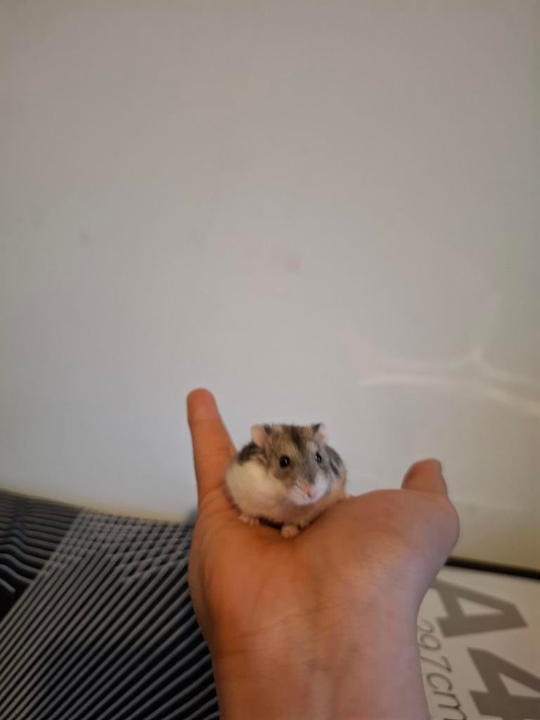 Hamsters nains russes adorables, Hamster, Mars, Domestique, Plusieurs animaux