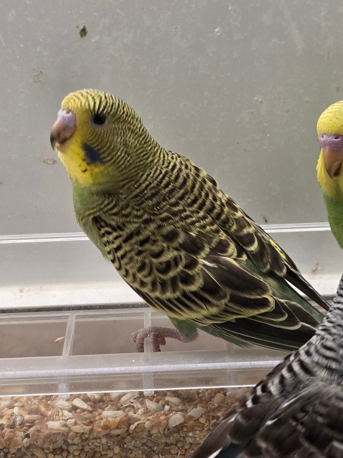 grasparkiet split blackwing, Dieren en Toebehoren, Vogels | Parkieten en Papegaaien