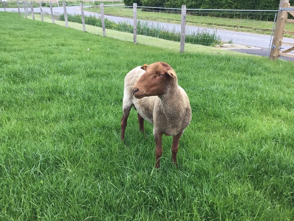 Ardense voskopram, Mâle, Mouton, 0 à 2 ans