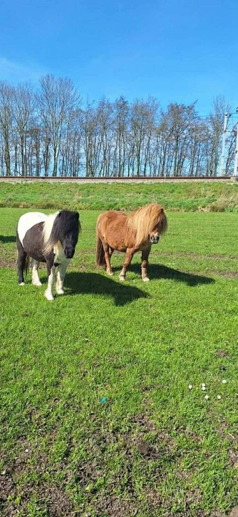 Leuke betuigde shetlander merrie, Dieren en Toebehoren, Merrie, A pony (tot 1.17m), Met stamboom, 7 tot 10 jaar