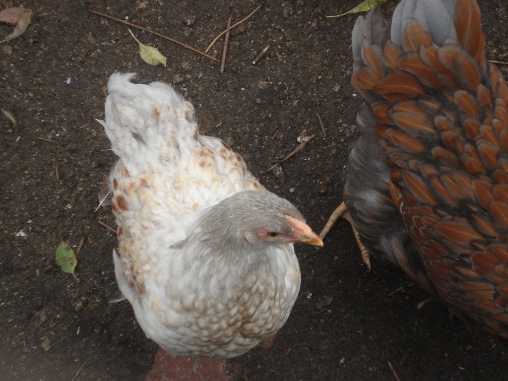 gezoomde wyandotte hen, Dieren en Toebehoren, Pluimvee, Vrouwelijk, Kip