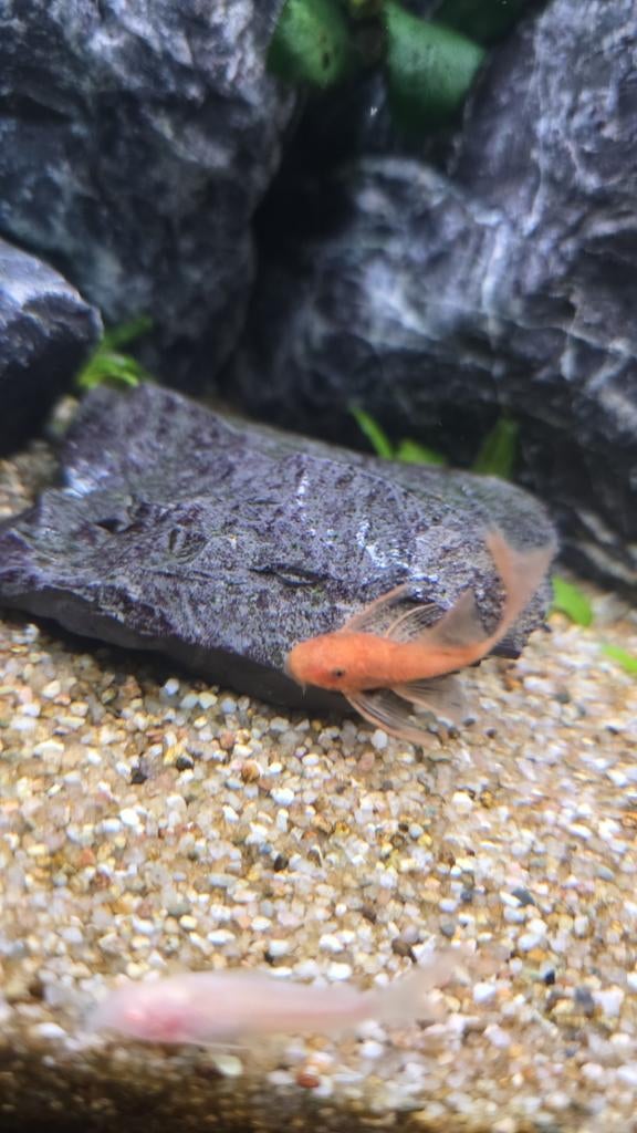 Ancistrus Sp. Red Long Fin, Dieren en Toebehoren, Vissen | Aquariumvissen, Vis, Zoetwatervis, Schoolvis