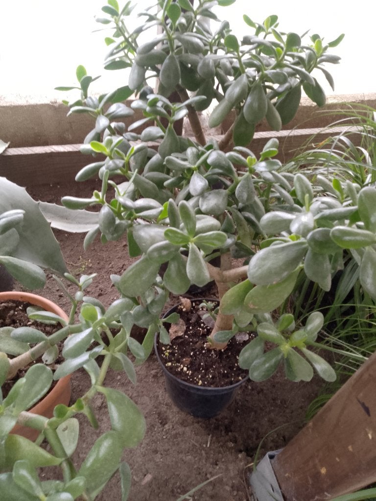 jadeboom - Crassula Ovata, Enlèvement