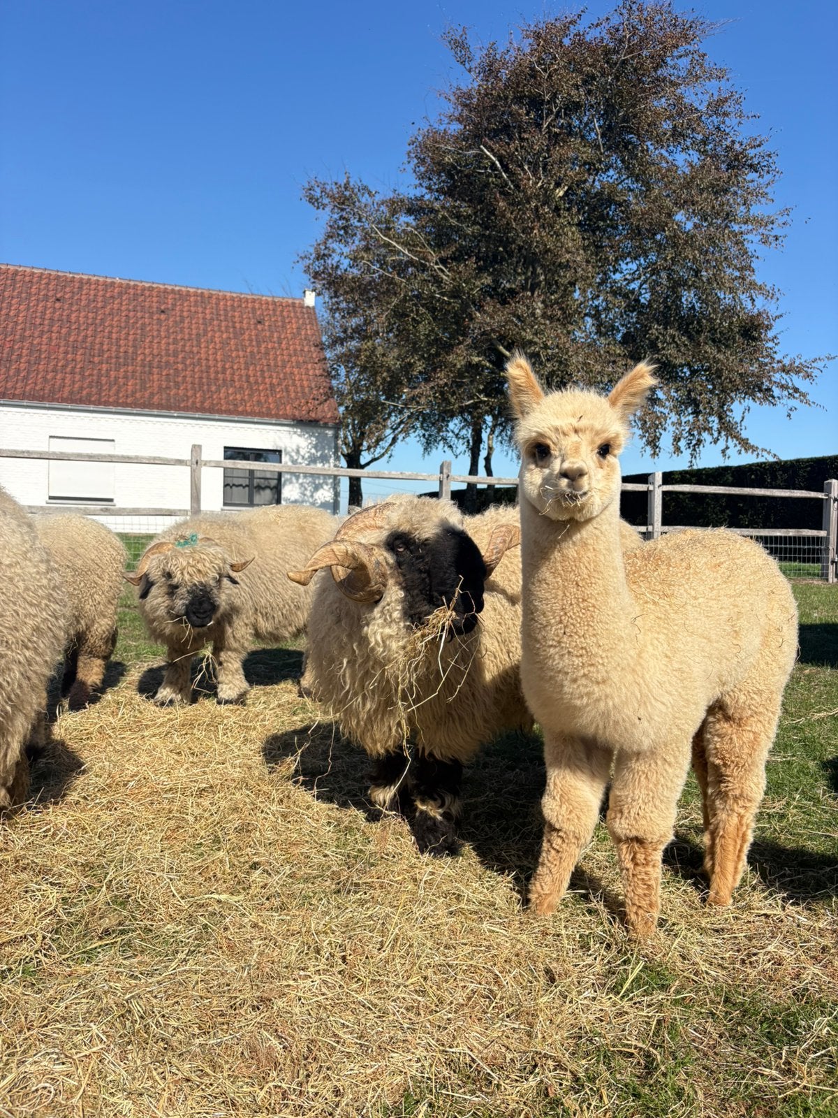 Alpacahengst Jeantje, Dieren en Toebehoren, Mei, Mannelijk
