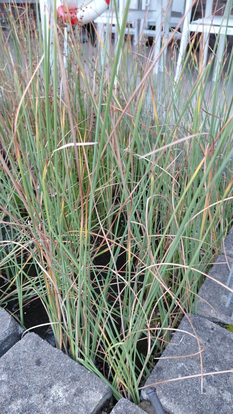 Vijverplanten, Ophalen
