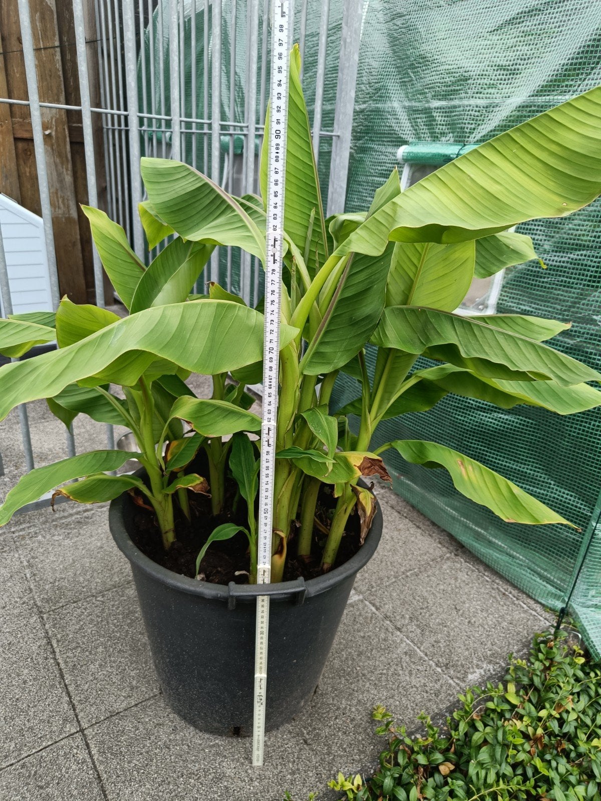 Musa basjoo – winterharde bananenplant met meerdere scheuten, Ophalen