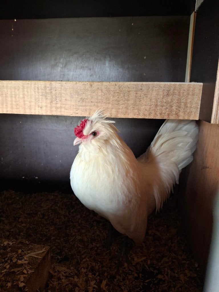 écureuil barbu - coqs et poulets, Plusieurs animaux, Poule ou poulet