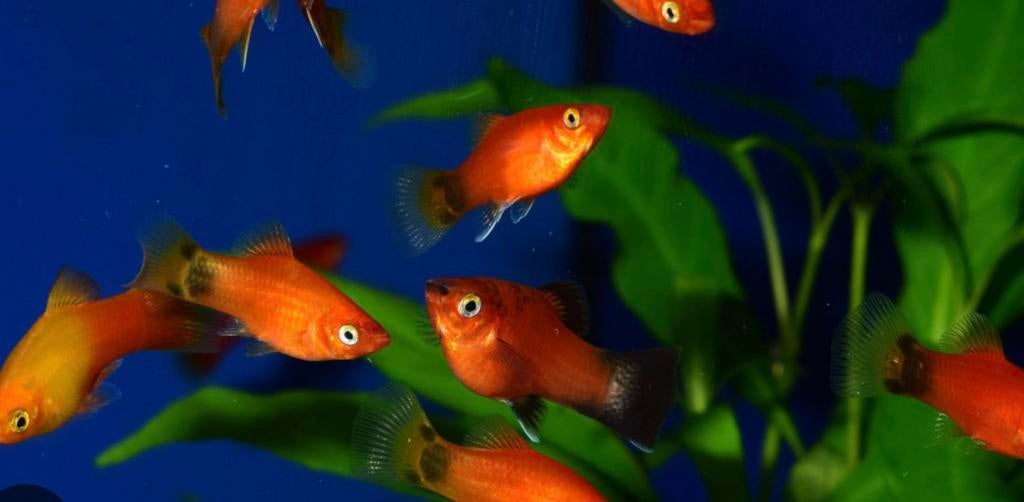 Decoration et lampe d aquarium, Dieren en Toebehoren, Ophalen of Verzenden