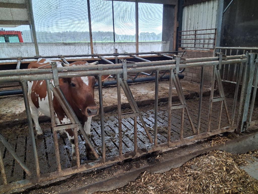 Stalinrichting, Voerhekken en ligboxen, Zakelijke goederen, Landbouw | Werktuigen, Ophalen, Veehouderij, Stalinrichting