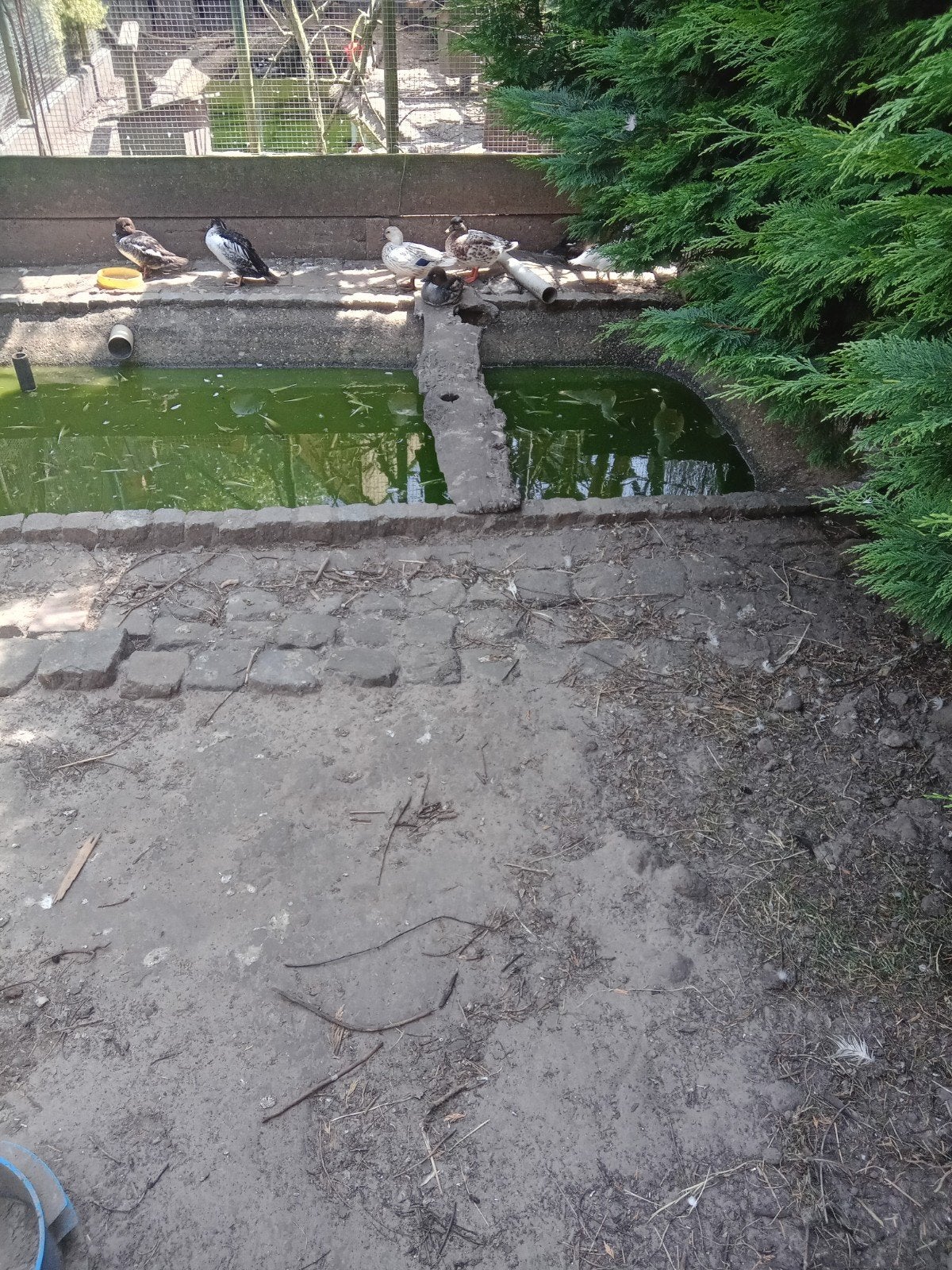 Pluimvee, Dieren en Toebehoren, Ophalen