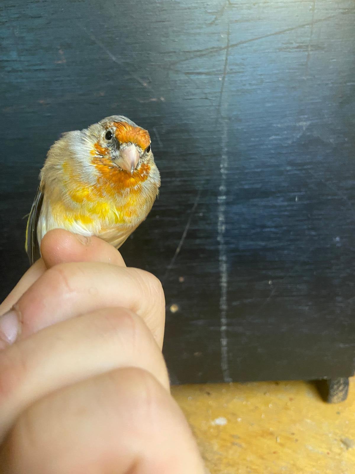 Kruising kleine putter x kanarie 2026, Dieren en Toebehoren, Mannelijk, Wildzangvogel, Geringd