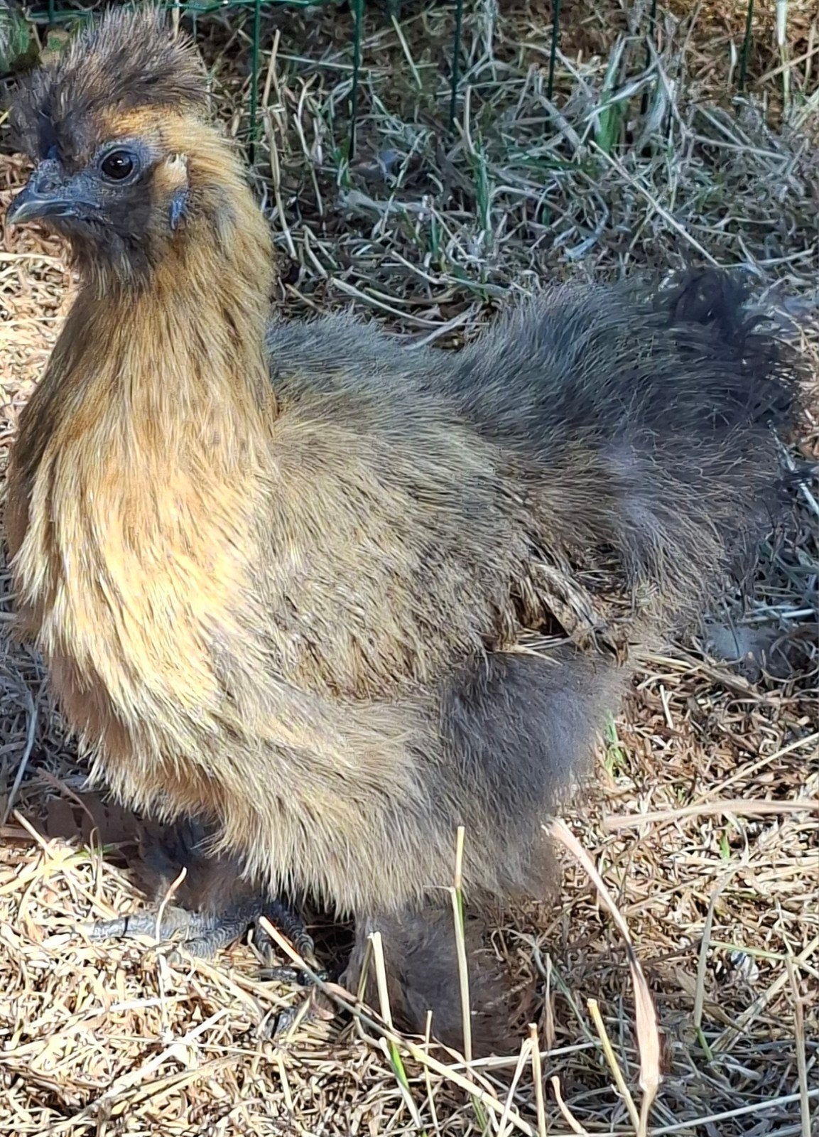 Een koppel bruine zijdehoenders, Dieren en Toebehoren, Pluimvee, Meerdere dieren, Kip