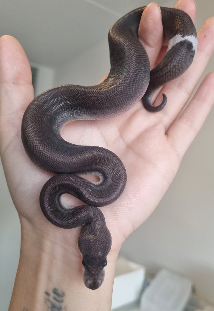 0.1 8 ball ( clown gravel spotnose ) koningspython Ball Python photo 2