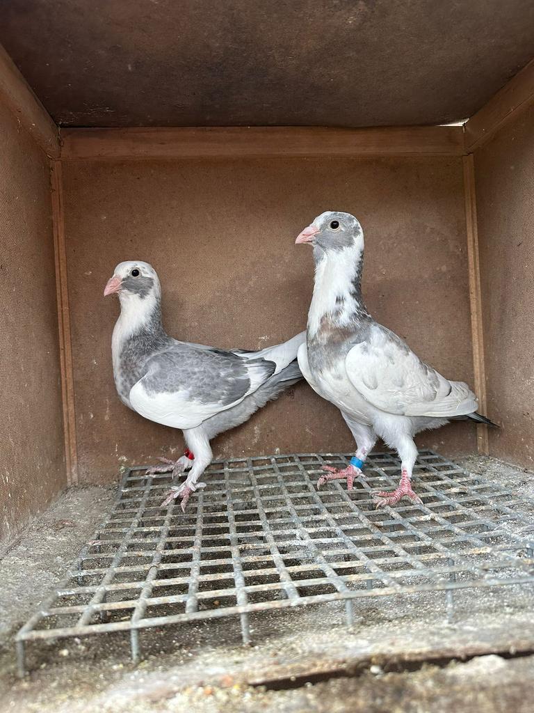 Koppel jonge wamduiven, Dieren en Toebehoren, Vogels | Duiven