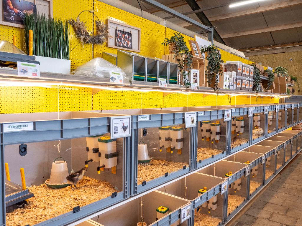 Jonge tamme Amrock kuikens gesekst en ingeënt, Femelle, Poule ou poulet
