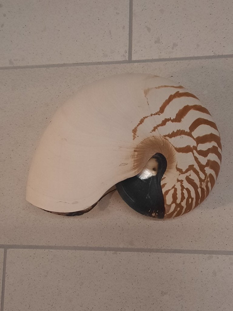 nautilus schelp, Verzamelen, Ophalen of Verzenden, Schelp(en)