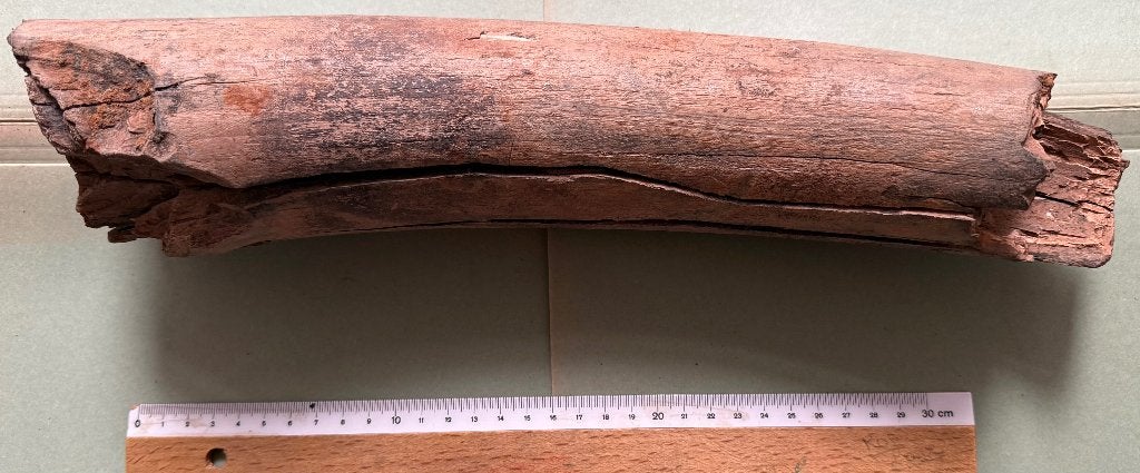 Fragment de défense de mammouth (fossile), Enlèvement, Fossile