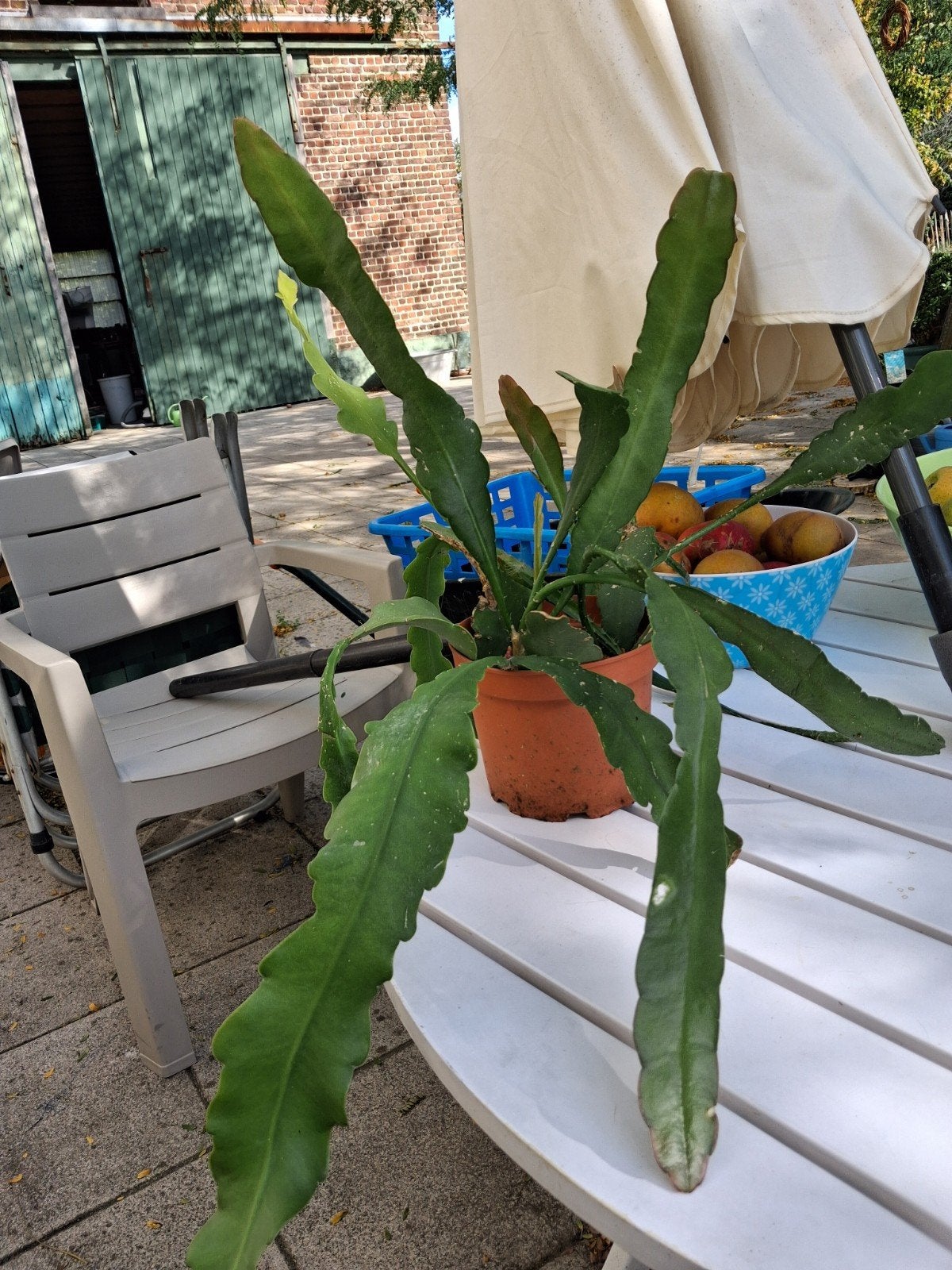 prachtige phyllocactus, Tuin en Terras, Ophalen