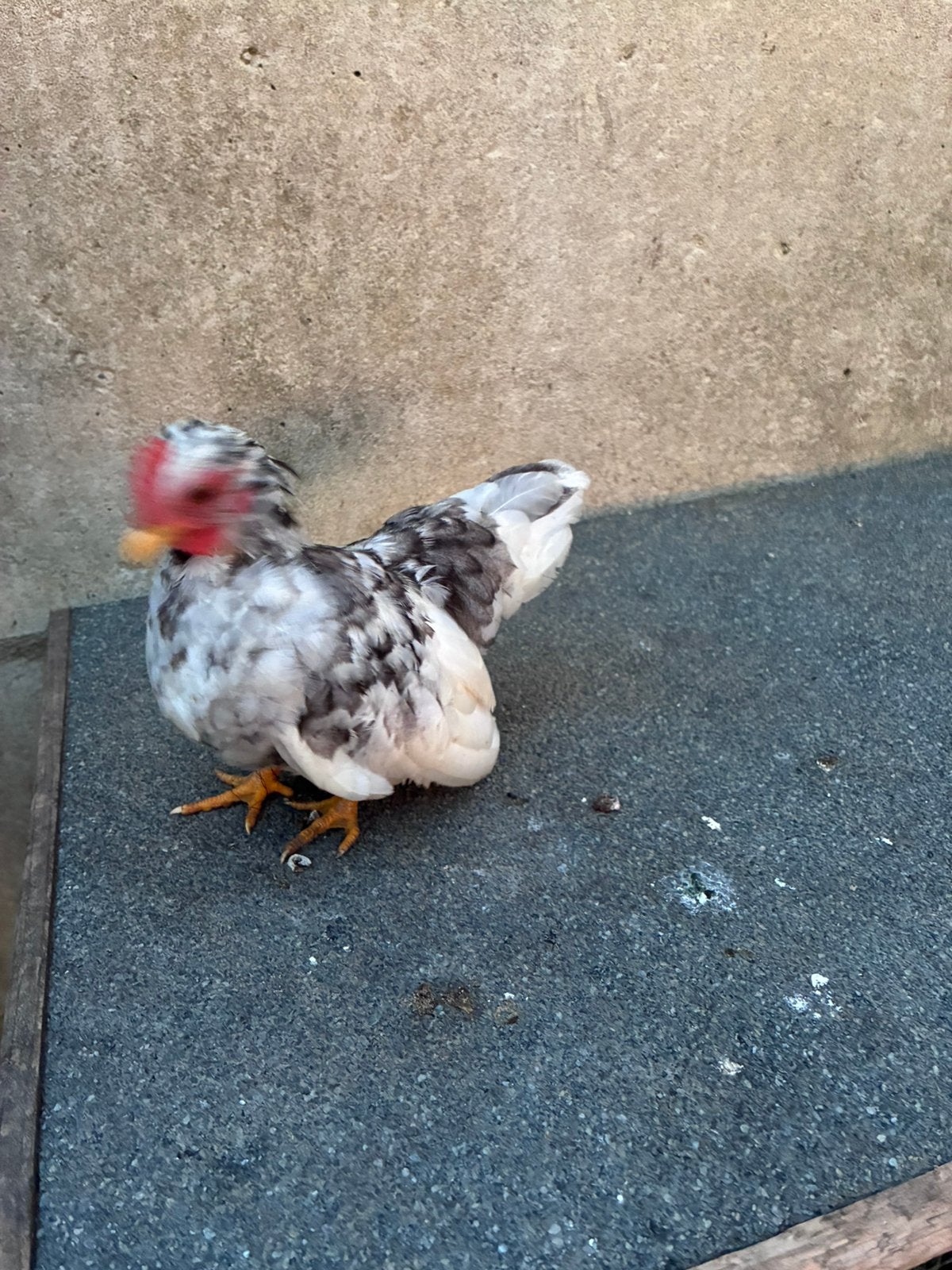 Jong serama haantje, Dieren en Toebehoren, Pluimvee, Mannelijk