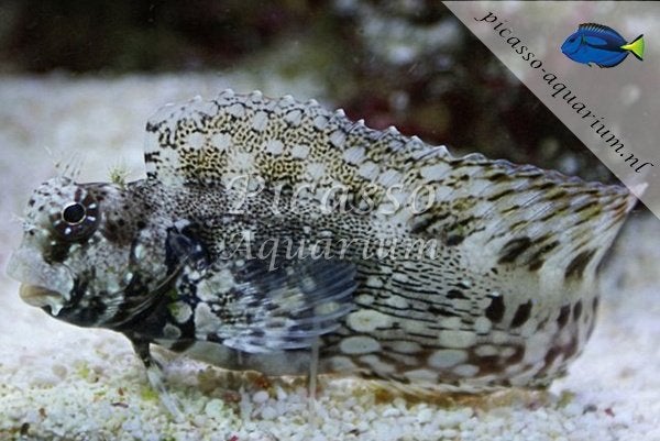 gratis salarias fasciatus, Vis, Zoutwatervis