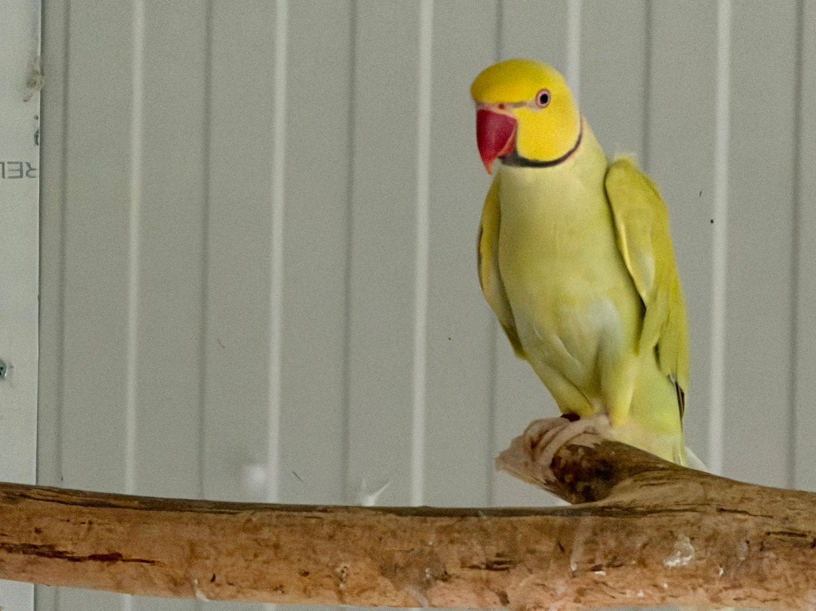 Halsbandparkiet, Dieren en Toebehoren, Vogels | Parkieten en Papegaaien
